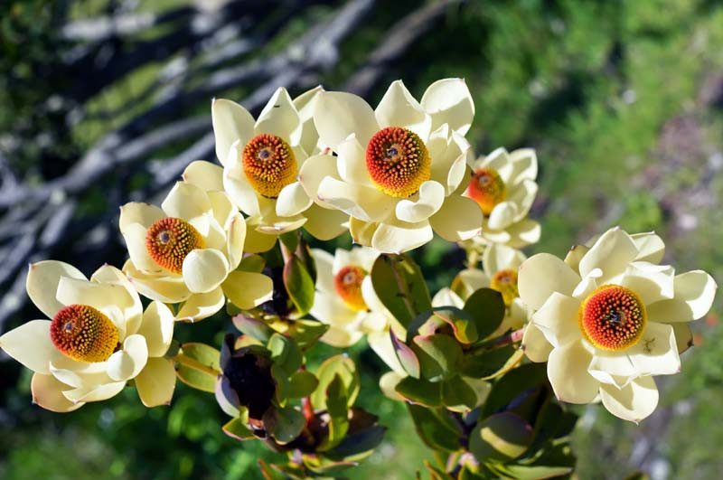Leucadendron, Conebushes, Leucadendron album, Leucadendron argenteum, Leucadendron discolor, Leucadendron gandogeri, Leucadendron salignum