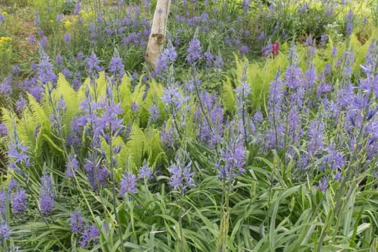 Camassia leichtlinii subsp. suksdorfii Caerulea Group, Camassia leichtlinii subsp. suksdorfii Caerulea Group, Camass Caerulea Group, Camassia leichtlinii 'Caerulea', Spring Bulbs, Spring Flowers