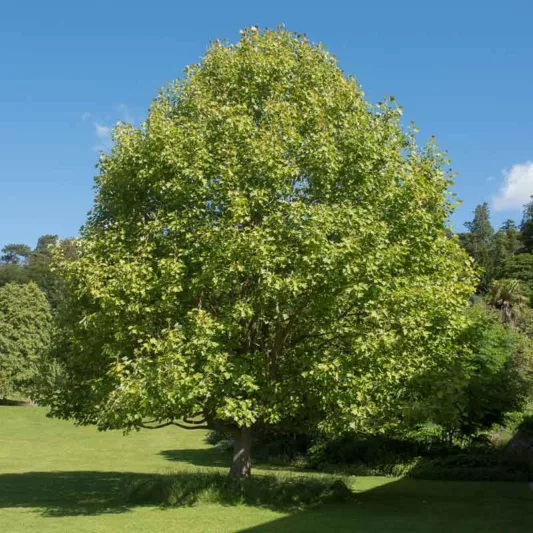 Liriodendron chinense, Chinese Tulip Tree, Fall Color, Tulip Flowers