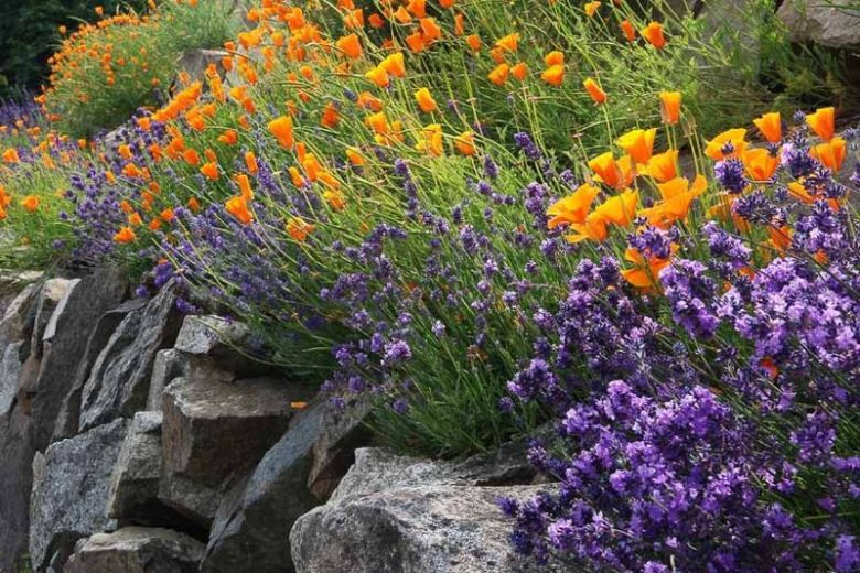 Eschscholzia Californica, California Poppy, Golden Poppy, California Sunlight, Cup of Gold, Golden Cup, California Poppies, Yellow flowers