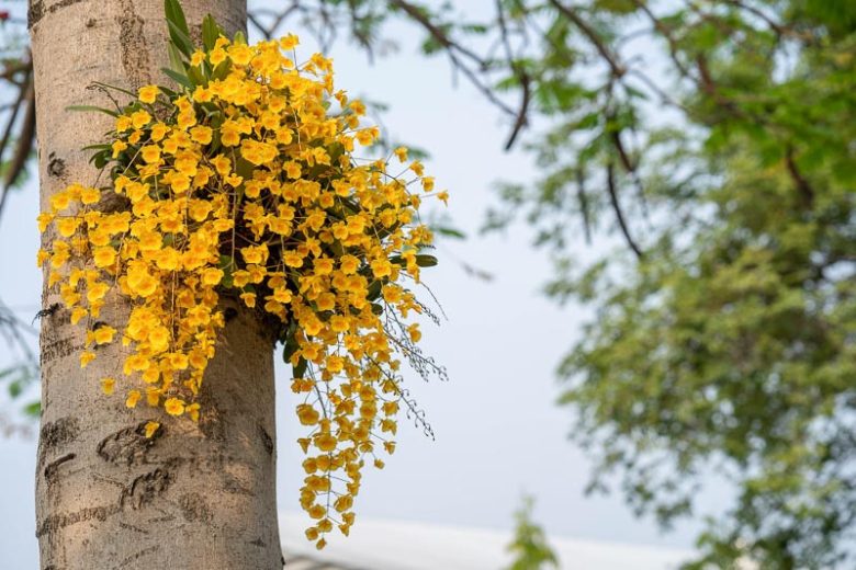 Dendrobium lindleyi, Lindley's Dendrobium, Callista aggregata, Dendrobium aggregatum, Epidendrum aggregatum, Yellow Orchids, Easy Orchids, Easy to Grow Orchids