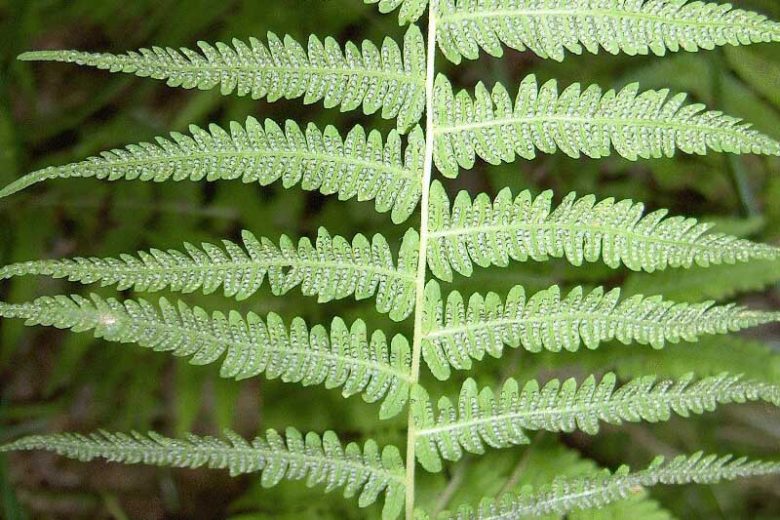 Thelypteris palustris, Eastern Marsh Fern, Marsh Fern, Shade plants, shade perennial, plants for shade