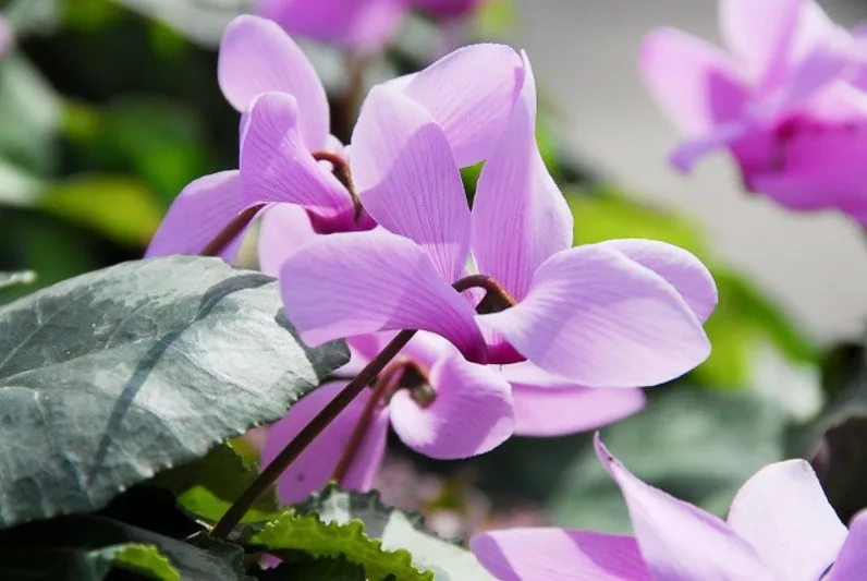 Cyclamen Cilicium, Cilician Cyclamen, Hardy Cyclamen, Turkish Hardy Cyclamen, Sowbread, Persian Violet, Hardy Cyclamen, Fall flowering bulb, Pink flowering bulb, White flowering bulb