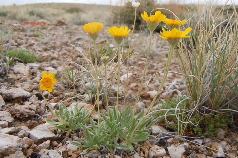 Tetraneuris acaulis,Angelita Daisy, Stemless Four-nerve Daisy, Stemless Goldflower, Stemless Rubber Weed, Butte Marigold, Bitterweed, Actinea acaulis, Actinella acaulis, Hymenoxys acaulis, Tetraneuris simplex
