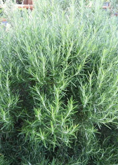 Rosmarinus Officinalis 'Madeline Hill', Madeline Hill Rosemary, Rosemary 'Madeline Hill', Salvia rosmarinus 'Madeline Hill',  fragrant shrub, fragrant herb, Mediterranean Plant, Perennial Shrub