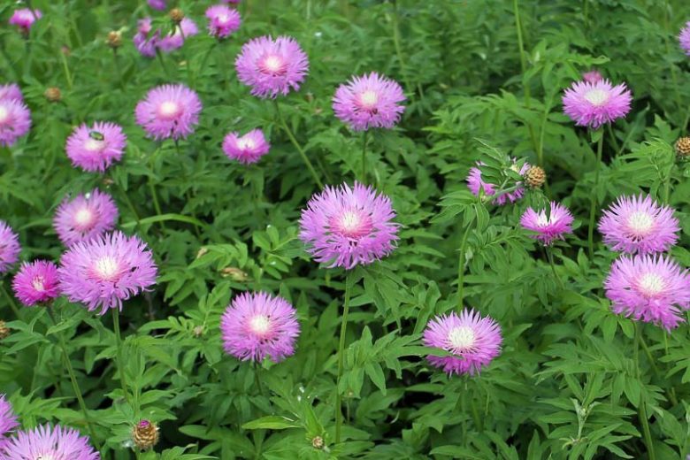 Centaurea dealbata, Persian Cornflower,  Mealy Centaury, Purple Cornflowers