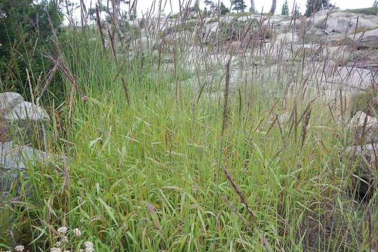 Elymus glaucus, Blue Wild Rye, Blue Wildrye, Ornamental Grass, California Native Grass
