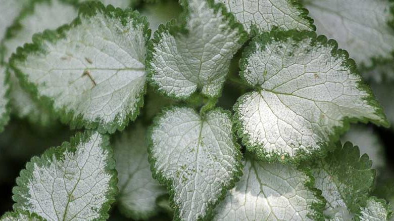 Lamium Maculatum Purple Dragon, Spotted Dead Nettle Purple Dragon, Spotted Deadnettle Purple Dragon, Shade Perennial, Groundcover