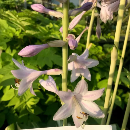 Hosta Miss America, Miss America Hosta, Variegated Plantain lily, Plantain Lily 'Miss America', Shade perennials, Plants for shade
