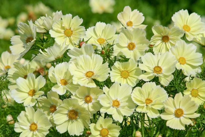 Cosmos Xanthos, Mexican Aster Xanthos, Cosmos Bipinnatus Xanthos, Yellow Cosmos