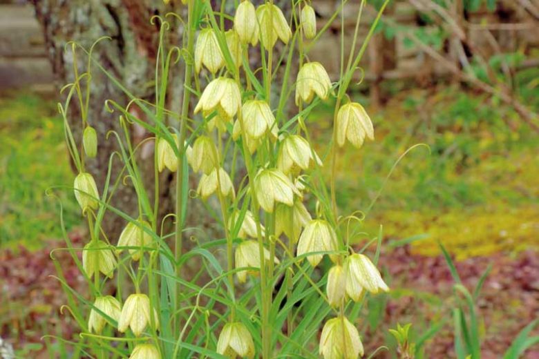 Fritillaria verticillata, Spring Bloom, Mid Spring bloom, White Flowers