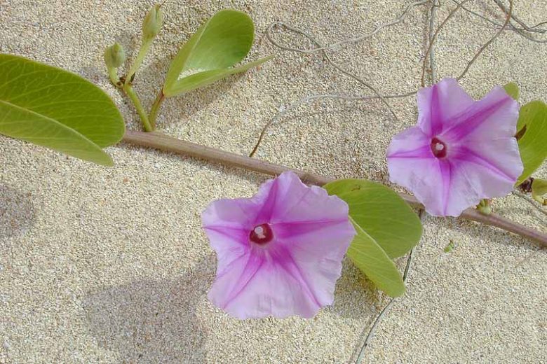Ipomoea pes-caprae, Railroad Vine, Goat-foot Morning Glory, Bayhops, Beach Morning Glory, Perennial Vine, Native Florida Vine, Purple Flowers