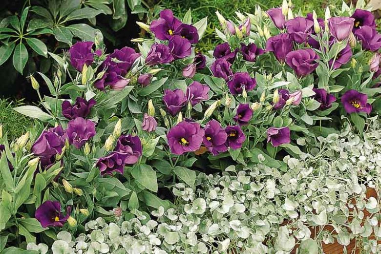 Dichondra argentea 'Silver Falls',  Silver Nickel Vine, Kidney Weed 'Silver Falls', Dichondra 'Silver Falls'