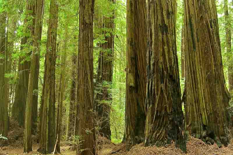 Sequoia sempervirens, Coast Redwood, Redwood, California Redwood, Coastal Sequoia, Evergreen Conifer, Attractive bark Tree