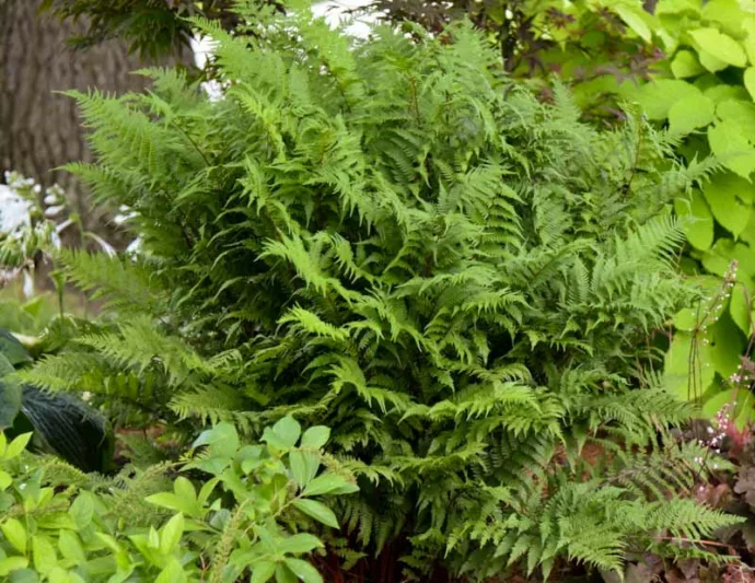 Athyrium Filix-Femina  'Lady in Red', Lady in Red Lady Fern, Athyrium angustum 'Lady in Red', Athyrium niponicum 'Lady in Red', Athyrium filix-femina subsp. angustum f. rubellum 'Lady in Red', Shade plants, shade perennial, plants for shade, plants for wet soil