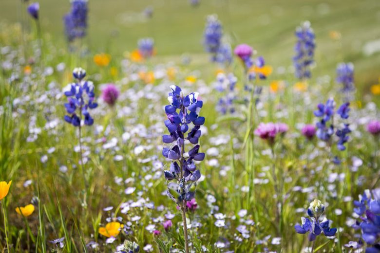Lupinus bicolor, Miniature Lupine, Miniature Annual Lupine, Pygmy-Leaved Lupine, Blue Flowers, Blue annual