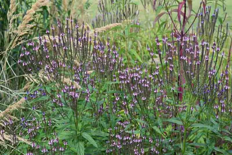 Verbena hastata, American Blue Vervain, American Simpler's Joy, Blue Vervain, Ironweed, Wild Hyssop, Purple summer flowers, Drought Tolerant plant