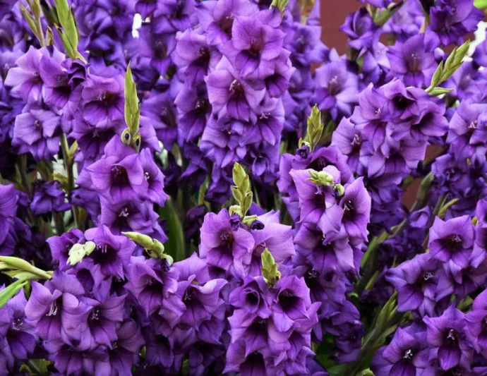 Sword Lily 'Purple Flora', Gladiolus 'Purple Flora', Gladiola Purple Flora, Gladiolus x Hortulanus 'Purple Flora', Purple Sword Lilies, Gladioli 'Purple Flora', Purple Sword Lily