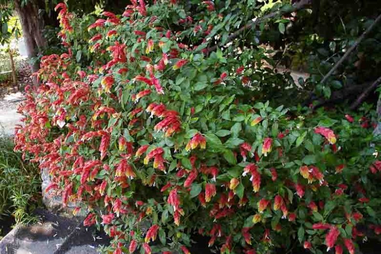 Justicia brandegeeana, Shrimp Plant, Brazilian Shower Plant, Caterpillars, False Hop, Fountain Plant, Lobster Plant, Mexican Shrimp Plant, Shrimp Bush, Flowering Shrub, Red Flowers, Pink Flowers