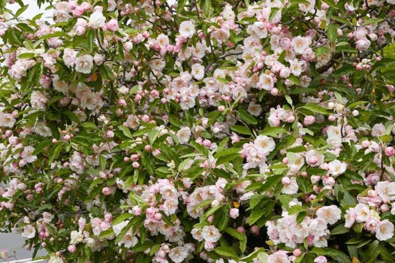 Malus ioensis 'Plena', Betchel’s Crabapple, Crabapple 'Plena', Crab Apple 'Plena', Pink Crabapple