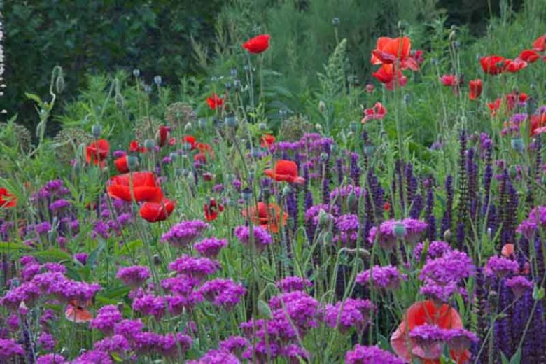 Silene Armeria, Sweet William Catchfly, Campion, None-So-Pretty, Pink flowers, Drought tolerant plants