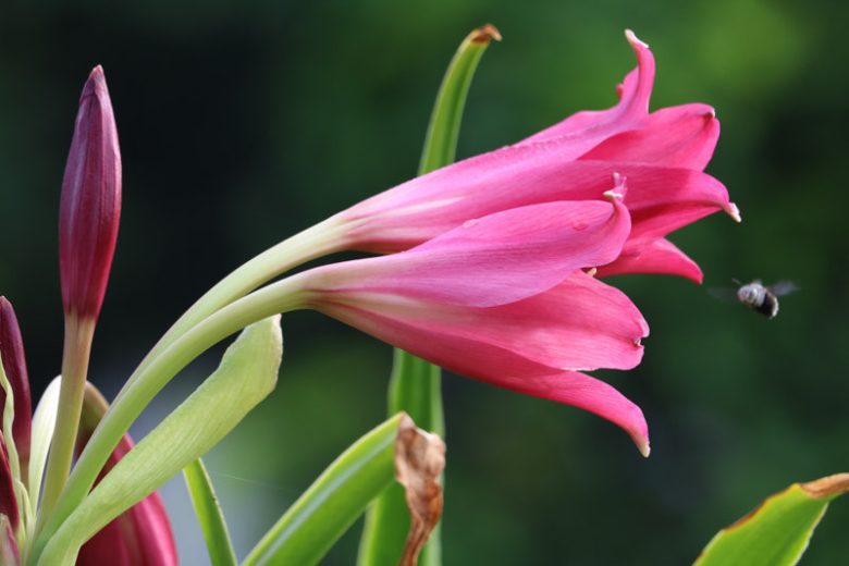 Crinum Ellen Bosanquet, Swamp Lily, Crinum x powellii, late summer flowers, Fragrant flowers, Pink Crinum, Pink Flowers