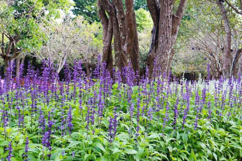 Salvia Farinacea, Mealy Cup Sage, Mealycup Sage, Farinaceous Sage, Blue Salvia, Blue Sage, Salvia earlei, Salvia farinacea var. farinacea, Salvia farinacea var. latifolia