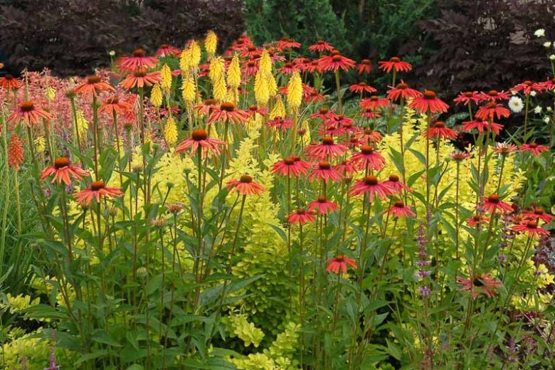 Echinacea 'Mama Mia', Coneflower 'Mama Mia', Orange coneflower, Orange coneflowers, Orange Echinacea, Red coneflower, Red coneflowers, Red Echinacea, Coneflower, Coneflowers
