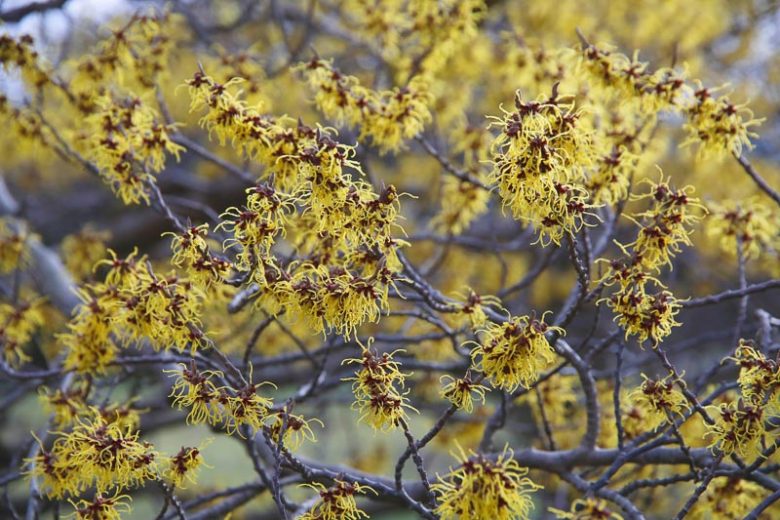 Hamamelis mollis, Witch Hazel, Chinese Witch Hazel, Yellow Witch Hazel, Winter Shrub, Winter Flowering Shrub, Yellow Flowers