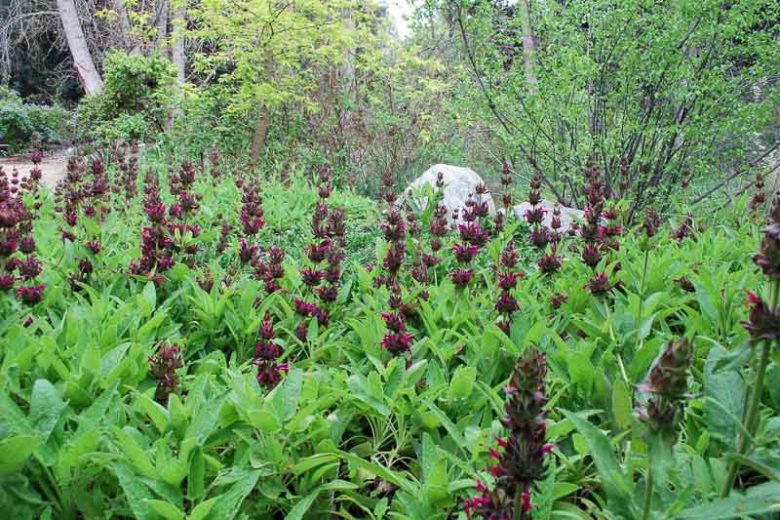 Scarlet Sage, Salvia Splendens, Annual Sage, Scarlet Bedding Sage