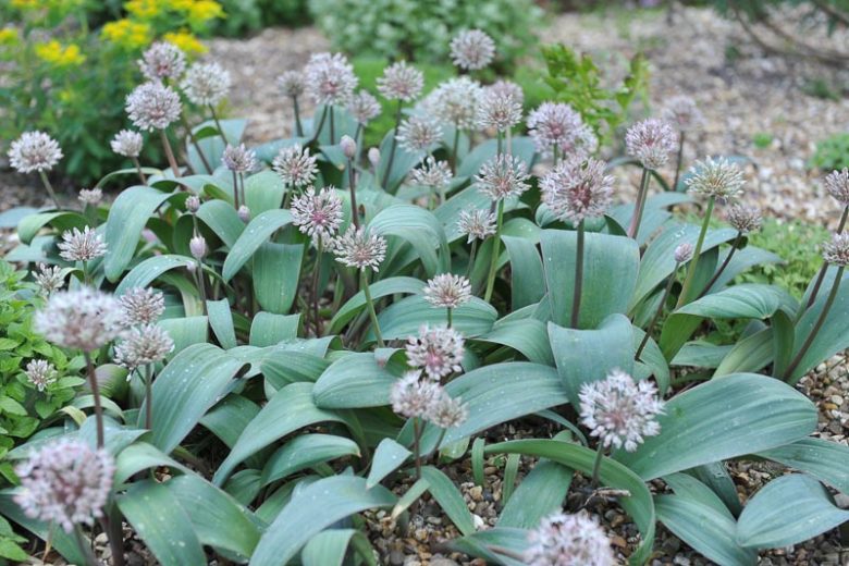 Allium Karataviense, Turkistan Onion, Kara Tau Garlic, Ornamental Onion, Spring Bulbs, Spring Flowers , Pink Onions, White Onions, Late Spring Bloom, Early Summer Bloom,