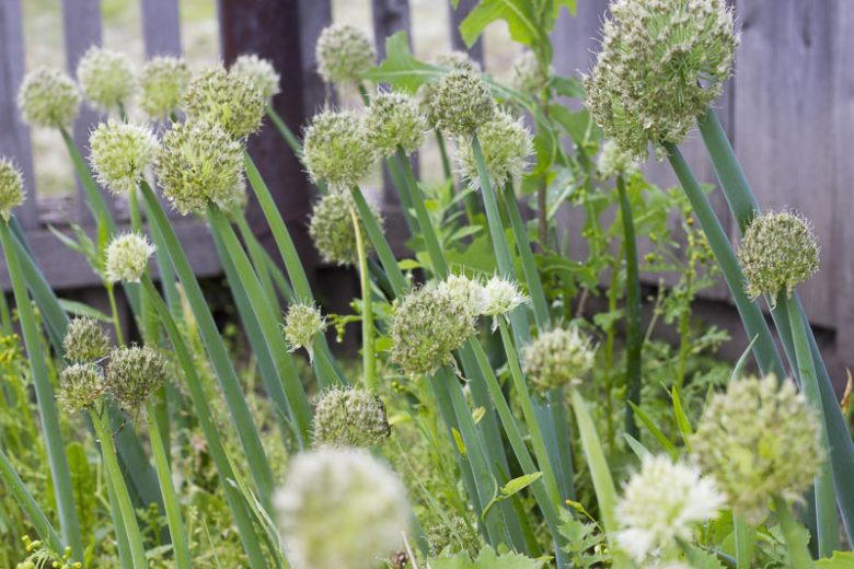 Allium Fistulosum, Welsh onion, Ciboul, Onion-Leek, Japanese Bunching Onion, Japanese Leek, Stone Leek, Welsh Leek