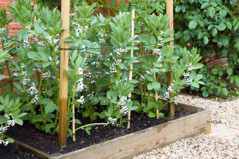 Vicia faba, Broad Bean, Fava Bean, Faba Bean, Horse Bean,  Bell Bean, English Bean, Field Bean, Pidgeon Bean, Tick Bean, Windsor Bean.