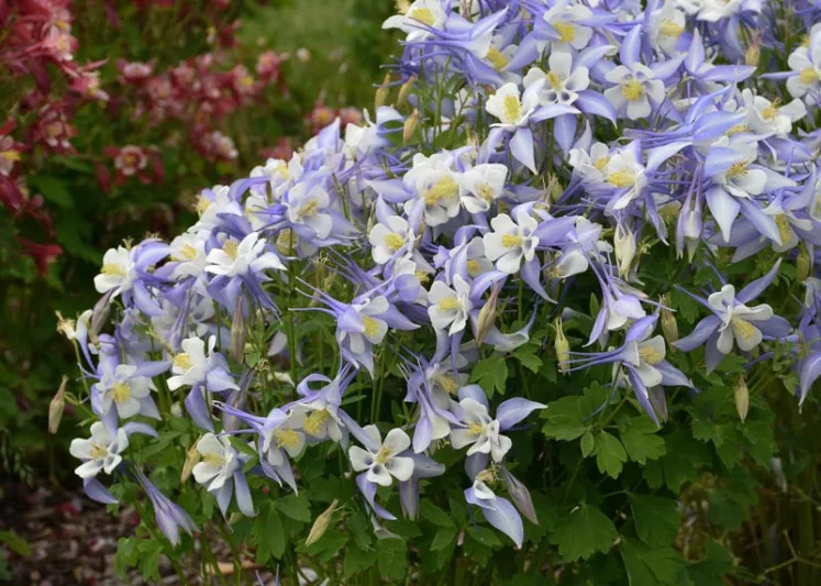 Aquilegia caerulea Kirigami Light Blue & White (Columbine), Columbine Kirigami Light Blue & White, Granny's Bonnet Kirigami Light Blue & White, Kirigami series, Blue Columbine, Blue Aquilegia, Bicolor Columbine,