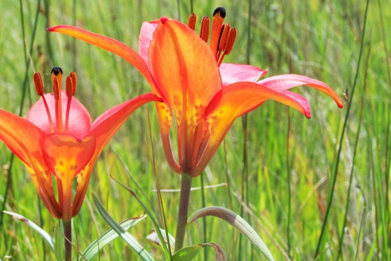 Lilium philadelphicum, Wood Lily, Wood Lily,  Northern Red Lily, Red Lily, Species Lilies, Summer flowering Bulb, flowering lilies, Orange Lilies