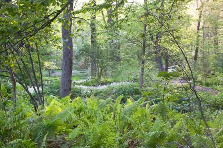 Matteuccia Struthiopteris (Ostrich Fern), Ostrich Fern, Ostrich-Feather Fern, Shuttlecock Fern, Shade plants, shade perennial, plants for shade, plants for wet soils