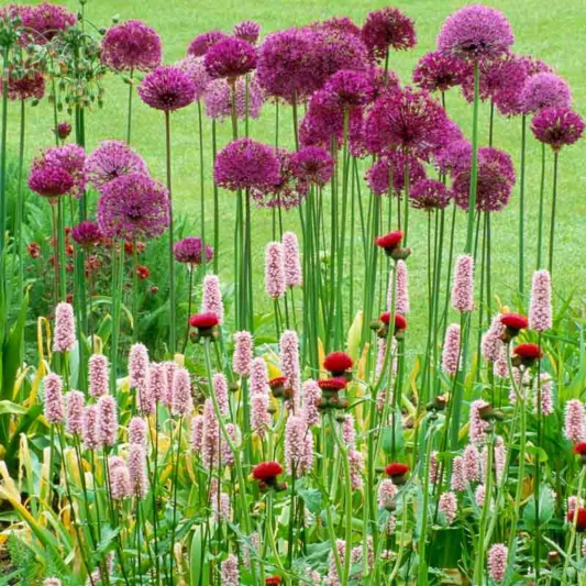 Persicaria Bistorta 'Superba', Bistort 'Superba', Knotweed 'Superba', Adderwortel, Polygonum Bistorta 'Superbum', Shade plants, shade perennial, pink flowers, plants for shade, deer resistant plants, deer resistant perennials