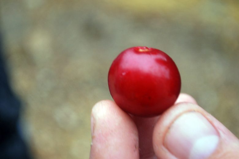 Prunus ilicifolia, Hollyleaf Cherry, Holly-Leaved Cherry, Evergreen Cherry, Evergreen Shrub, Evergreen Tree, Cherry Tree, Fragrant Shrub, Fragrant Tree