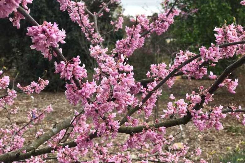 Cercis canadensis Alley Cat, Eastern Redbud Alley Cat, Alley Cat Cercis, Eastern Redbud Alley Cat, Variegated Redbud, Shrub, Small Tree, Pink Flowers, Fall Color