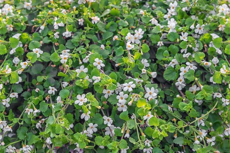 Bacopa monnieri, Herb-of-Grace, Water Hyssop, Coastal Water-Hyssop, Water Purslane, Brahmi, Thyme-Leafed Gratiola, Indian Pennywort, Bramia monnieri, Lysimachia monnieri, White Flowers