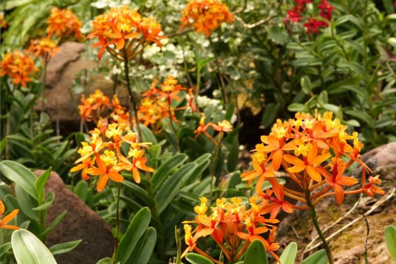 Epidendrum, Reed Stem Orchid, Orchid