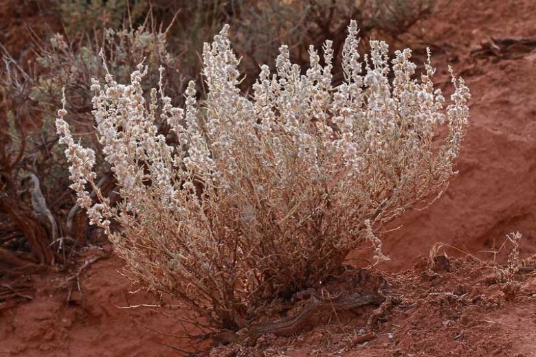 Krascheninnikovia lanata,  Winterfat, White Sage, Winter Sage, Lamb's Tail, Ceratoides lanata, Eurotia lanata, White Flowers, Drought tolerant Shrubs