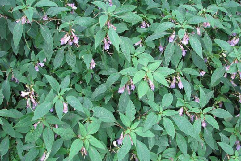 Impatiens arguta, Blue Impatiens, Blue Dream Impatiens, Toothed Busy Lizzie, Impatiens roingensis, Shade Flowers, Lavender Impatiens
