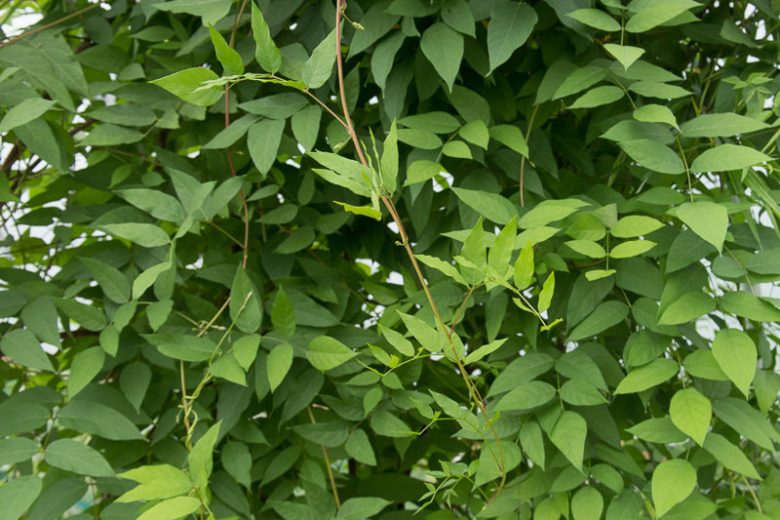 Apios americana, Groundnut, Wild Potato, Indian Potato,  American Hodoimo, American Groundnut, Cinnamon Vine, Hodoimo, Hopniss, Potato Bean, Apios americana var. turrigera, Glycine apios