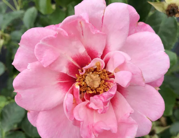 Rose Ringo Double Pink, Rosa Ringo Double Pink, Ringo Double PinkRose, Shrub Roses, Rose bushes, Garden Roses, Rosa 'ChewDelight', Pink Roses, Pink Flowers, Groundcover Rose,
