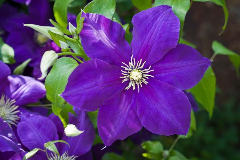 Clematis 'Jackmanii', Large-Flowered Clematis, Clematis x Jackmanii, group 3 clematis, purple clematis, Clematis Vine, Clematis Plant, Flower Vines, Clematis Flower, Clematis Pruning