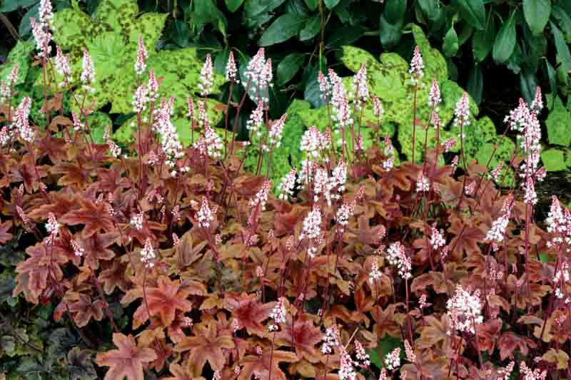 Heucherella, Foaming Belles, Shade plants, Evergreen plants, Foliage Plants, Heuchera, Tiarella