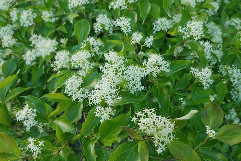 Cornus racemosa, Gray Dogwood, Cornus foemina ssp. racemosa, Cornus paniculata, Deciduous Shrubs, Foliage, Fall color, Winter color, shrub with berries, Flowering tree, White Berries