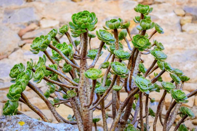 Aeonium arboreum, Houseleek Tree, Tree Aeonium, Green Aeonium