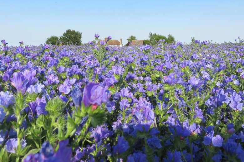 Echium Vulgare 'Blue Bedder', Viper's Bugloss 'Blue Bedder', Echium plantagineum 'Blue Bedder', Viper's Bugloss, Adderwort, Blue Devil, Blue Thistle, Blueweed, Bugloss, Cat's Tail, North American Blueweed, Snake Flower, Viper's Grass, Viper's Herb,
